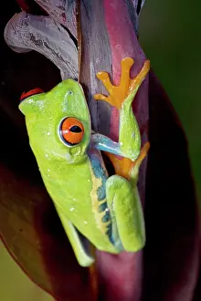 Amphbian: Red-eyed Treefrog