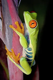 Amphbian: Red-eyed Treefrog