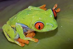 Amphbian: Red-eyed Treefrog