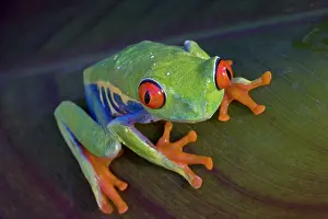 Amphbian: Red-eyed Treefrog