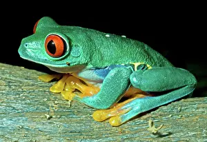 Redeyed: Red-eyed Treefrog