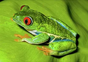 Redeyed: Red-eyed Treefrog