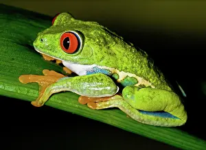 Redeyed: Red-eyed Treefrog
