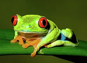 Redeyed: Red-eyed Treefrog
