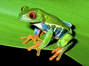 Redeyed: Red-eyed Treefrog