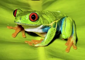 Redeyed: Red-eyed Treefrog