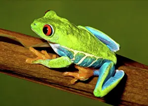 Redeyed: Red-eyed Treefrog