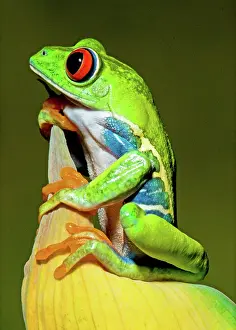 Redeyed: Red-eyed Treefrog