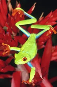 Callidryas: Red-eyed Treefrog