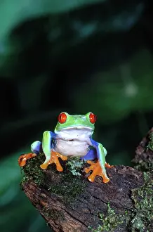 Callidryas: Red-eyed Treefrog