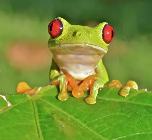 Treefrogs: Red-eyed Treefrog