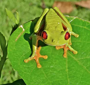 Treefrogs: Red-eyed Treefrog