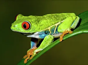Callidryas: Red-eyed Treefrog