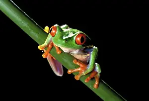 Toes: Red-Eyed TREEFROG (Agalychnis callidryas)