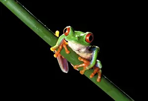 Toes: Red-Eyed TREEFROG (Agalychnis callidryas)