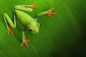 Treefrog: Red-eyed treefrog (Agalychnis callidryas), Costa