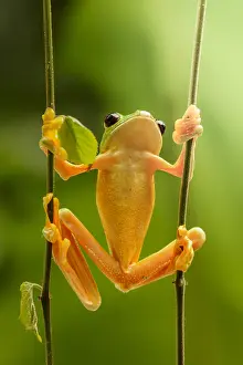 Treefrog: Red-eyed treefrog (Agalychnis callidryas), Costa
