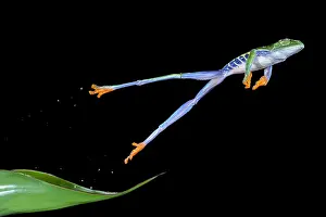Treefrog: Red-eyed treefrog (Agalychnis callidryas) jumping