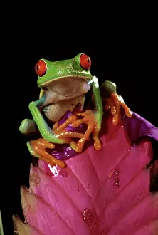 Auscape International: Red-eyed Treefrog - on Bromeliad flower