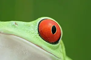 Puzzle: Red-eyed Treefrog - close up of eye