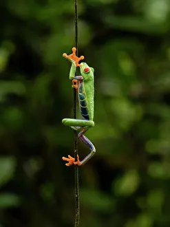 Mary: Red-eyed Treefrog, Costa Rica, Central America