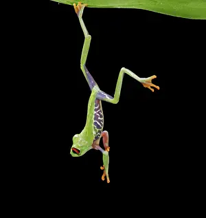Red-eyed treefrog E hanging from reed