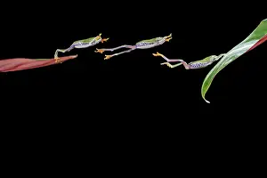 Lapse: Red-eyed treefrog E jumping to leaf