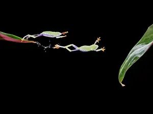 Lapse: Red-eyed treefrog E jumping to leaf