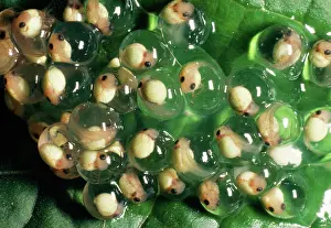 Cycles: Red-eyed TREEFROG - frog spawn