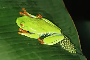 Frogspawn: Red-eyed Treefrog / Gaudy Leaf Treefrog - with
