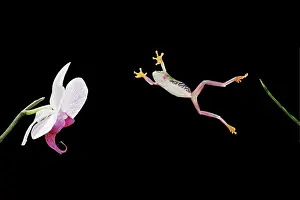 Leaping: Red-eyed treefrog jumping to orchid