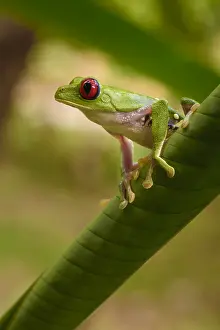 Treefrog: Red-eyed Treefrog - Red-eyed Treefrog on a leaf