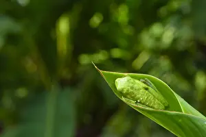 Treefrog: Red-eyed Treefrog - Red-eyed Treefrog on a leaf