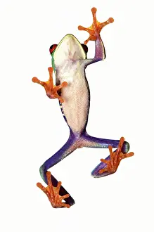 Toes: Red-Eyed TREEFROG - walking on glass, showing underside