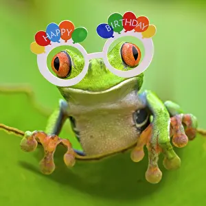 160520: Red-eyed Treefrog wearing Happy Birthday glasses
