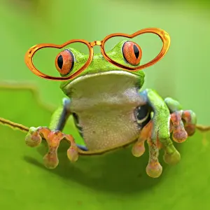 160520: Red-eyed Treefrog wearing heart shaped glasses