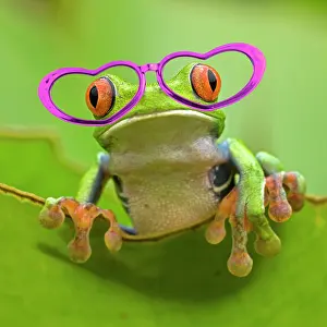 160520: Red-eyed Treefrog wearing pink heart-shaped glasses