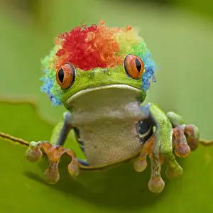 Wigs: Red-eyed Treefrog wearing rainbow coloured wig