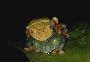 Morphs: Red-eyed Treefrogs Mating
