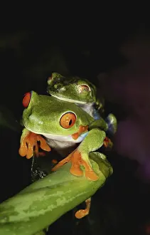Treefrogs: Red-eyed Treefrogs Mating