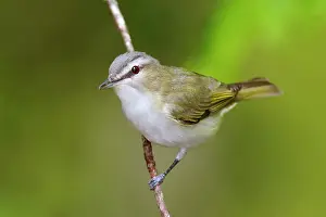 Vireos: Red-eyed Vireo
