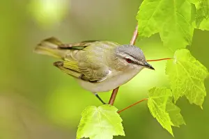 Vireos: Red-eyed Vireo