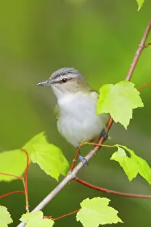 Vireos: Red-eyed Vireo