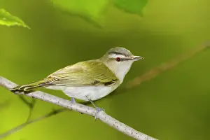 Vireos: Red-eyed Vireo