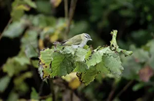 Vireos: Red-eyed Vireo