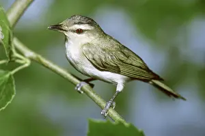 Olivaceus: Red-eyed Vireo