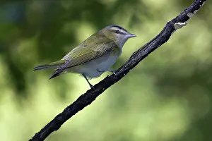 Olivaceus: Red-Eyed Vireo
