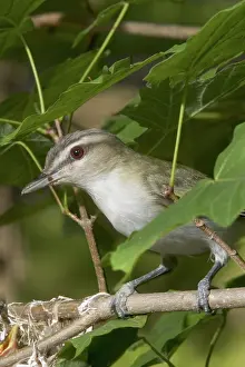 Olivaceus: Red-eyed Vireo
