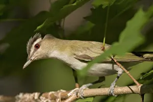 Olivaceus: Red-eyed Vireo