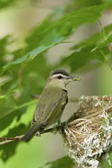 Nestling: Red-eyed Vireo